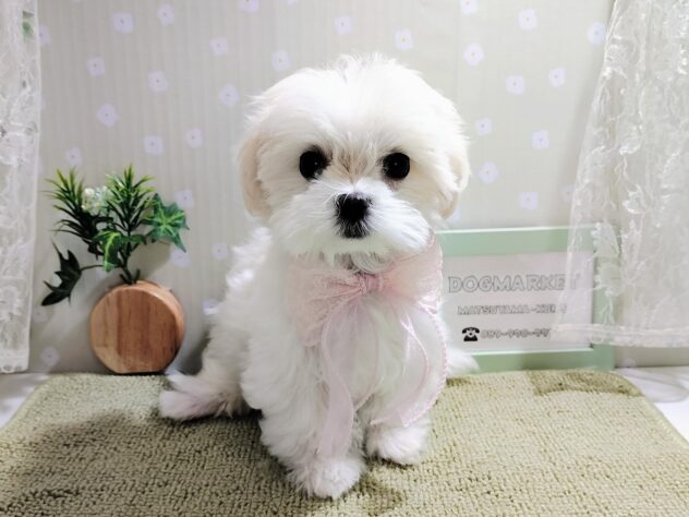 愛媛県のマルチーズ (アミーゴ松山久米店/2025年11月17日生まれ/女の子/ホワイト)の子犬の1枚目の画像