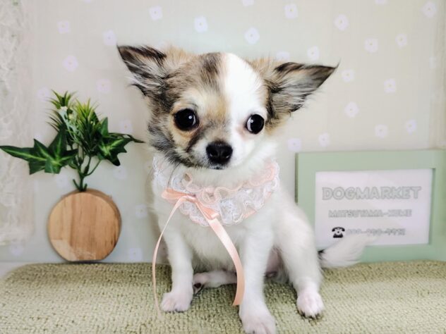 愛媛県のチワワ(ロング) (アミーゴ松山久米店/2025年11月10日生まれ/女の子/パーティーカラー)の子犬の1枚目の画像