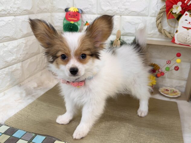 兵庫県のパピヨン (ワンキャラット アミーゴ姫路花田店/2025年10月23日生まれ/男の子/ホワイトレッド)の子犬の3枚目の画像