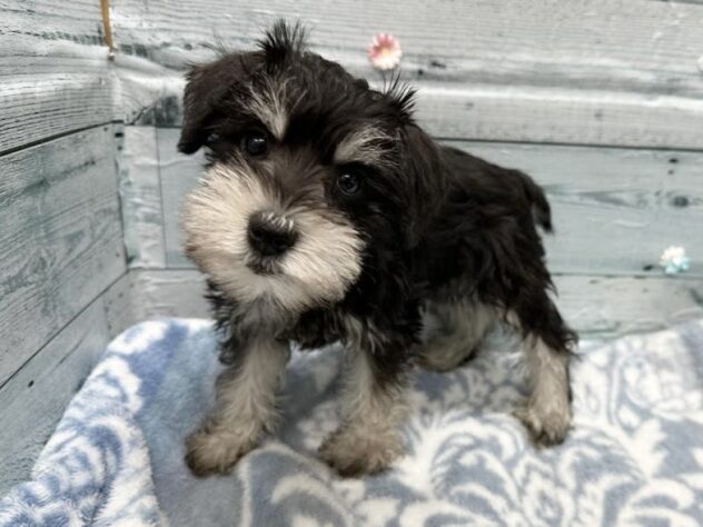 徳島県のミニチュアシュナウザー (アミーゴ北島店/2025年11月13日生まれ/女の子/ブラックシルバー)の子犬の2枚目の画像