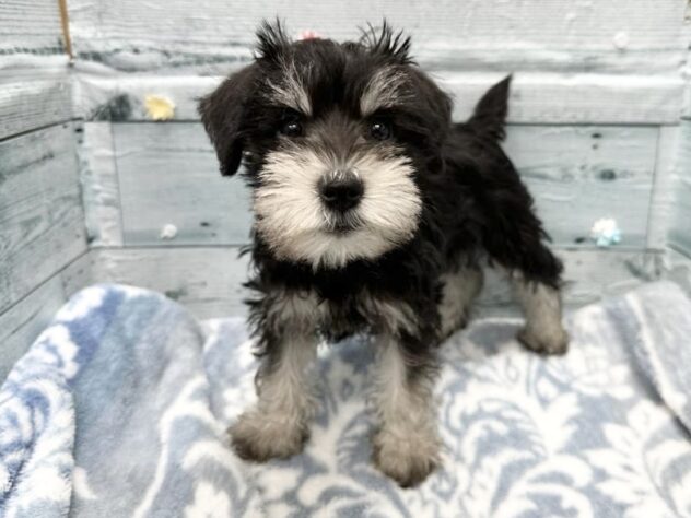 徳島県のミニチュアシュナウザー (アミーゴ北島店/2025年11月13日生まれ/女の子/ブラックシルバー)の子犬の1枚目の画像