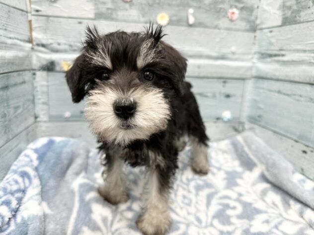徳島県のミニチュアシュナウザー (アミーゴ北島店/2025年11月13日生まれ/女の子/ブラックシルバー)の子犬の4枚目の画像