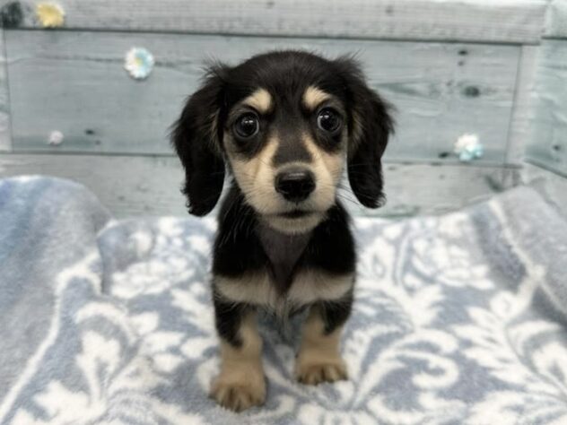 徳島県のミニチュアダックスフンド(ロング) (アミーゴ北島店/2025年11月18日生まれ/男の子/ブラックイエロー)の子犬の1枚目の画像