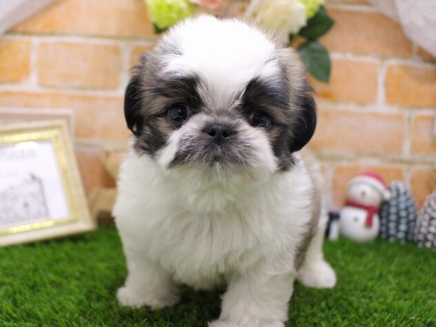 兵庫県のハーフ犬・ミックス犬 (ペット・プラザ アミーゴ三田店/2025年11月2日生まれ/男の子/レッドホワイト)の子犬の2枚目の画像