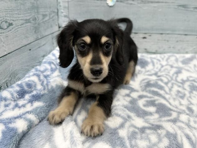 徳島県のミニチュアダックスフンド(ロング) (アミーゴ北島店/2025年11月18日生まれ/男の子/ブラックイエロー)の子犬の2枚目の画像