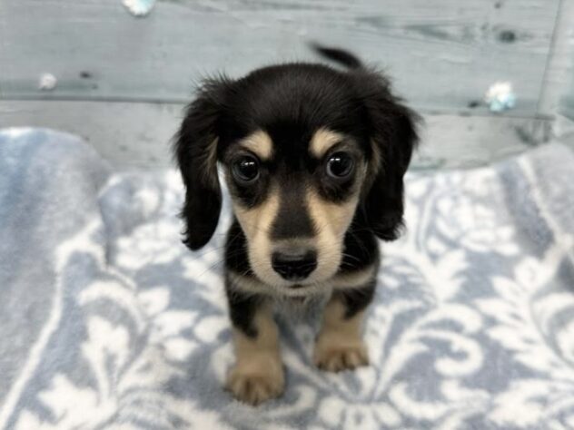 徳島県のミニチュアダックスフンド(ロング) (アミーゴ北島店/2025年11月18日生まれ/男の子/ブラックイエロー)の子犬の4枚目の画像