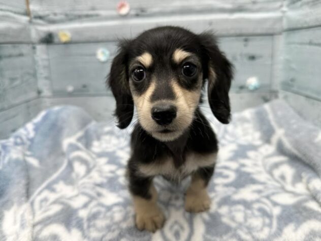 徳島県のミニチュアダックスフンド(ロング) (アミーゴ北島店/2025年11月18日生まれ/男の子/ブラックイエロー)の子犬の3枚目の画像