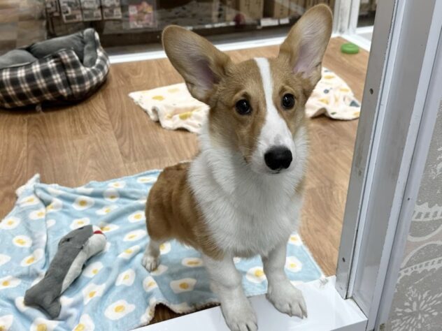 徳島県のウェルシュコーギーペンブローク (アミーゴ北島店/2025年7月4日生まれ/男の子/レッドホワイト)の子犬の1枚目の画像
