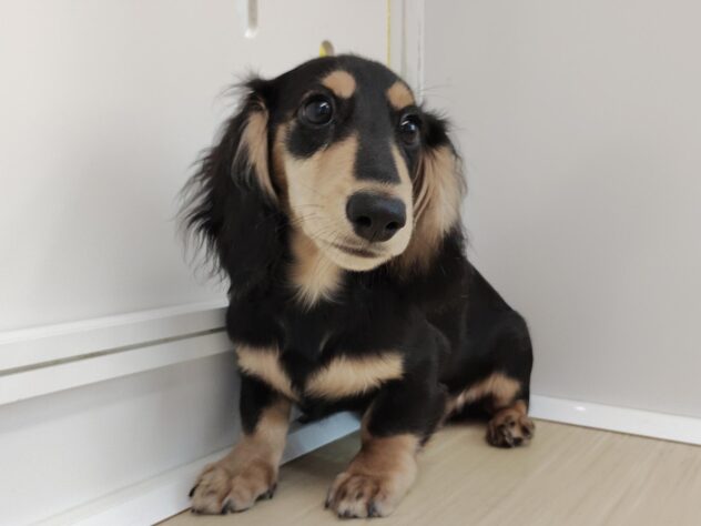 愛媛県のミニチュアダックスフンド(ロング) (アミーゴ松山久米店/2025年10月3日生まれ/男の子/ブラックイエロー)の子犬の4枚目の画像