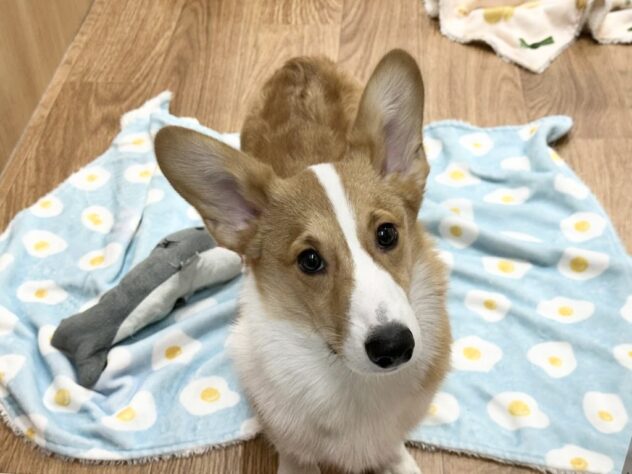 徳島県のウェルシュコーギーペンブローク (アミーゴ北島店/2025年7月4日生まれ/男の子/レッドホワイト)の子犬の2枚目の画像