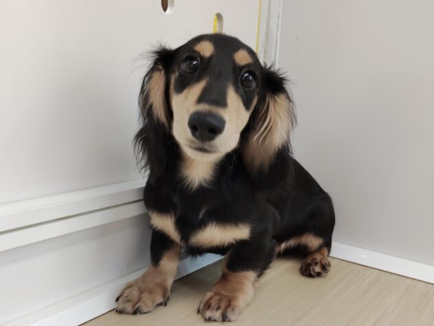 愛媛県のミニチュアダックスフンド(ロング) (アミーゴ松山久米店/2025年10月3日生まれ/男の子/ブラックイエロー)の子犬の1枚目の画像