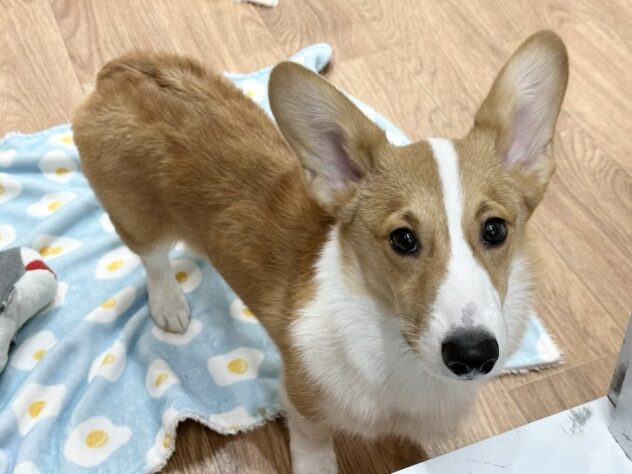 徳島県のウェルシュコーギーペンブローク (アミーゴ北島店/2025年7月4日生まれ/男の子/レッドホワイト)の子犬の3枚目の画像