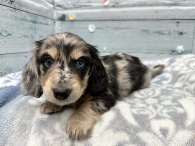 徳島県のミニチュアダックスフンド(ロング) (アミーゴ北島店/2025年11月22日生まれ/男の子/シルバーダップル)の子犬の1枚目の画像