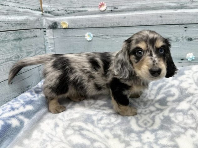 徳島県のミニチュアダックスフンド(ロング) (アミーゴ北島店/2025年11月22日生まれ/男の子/シルバーダップル)の子犬の3枚目の画像