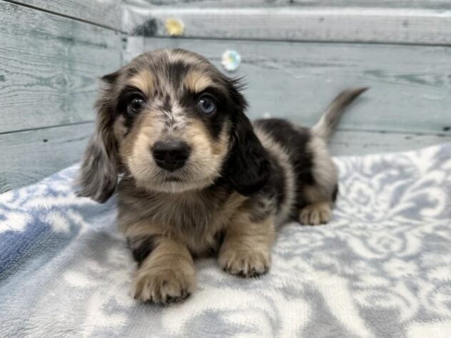 徳島県のミニチュアダックスフンド(ロング) (アミーゴ北島店/2025年11月22日生まれ/男の子/シルバーダップル)の子犬の2枚目の画像