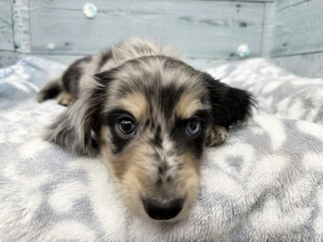 徳島県のミニチュアダックスフンド(ロング) (アミーゴ北島店/2025年11月22日生まれ/男の子/シルバーダップル)の子犬の4枚目の画像