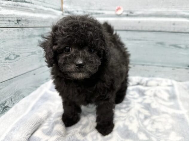 徳島県のトイプードル(トイ) (アミーゴ北島店/2025年11月23日生まれ/女の子/シルバー)の子犬の1枚目の画像