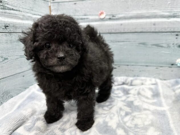 徳島県のトイプードル(トイ) (アミーゴ北島店/2025年11月23日生まれ/女の子/シルバー)の子犬の3枚目の画像