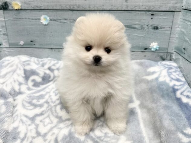 徳島県のポメラニアン (アミーゴ北島店/2025年11月22日生まれ/女の子/クリーム)の子犬の1枚目の画像