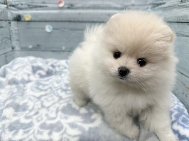 徳島県のポメラニアン (アミーゴ北島店/2025年11月22日生まれ/女の子/クリーム)の子犬の3枚目の画像