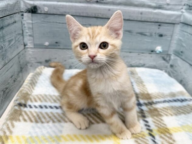 徳島県のアメリカンショートヘアー (アミーゴ北島店/2025年11月8日生まれ/男の子/クリームタビー)の子猫