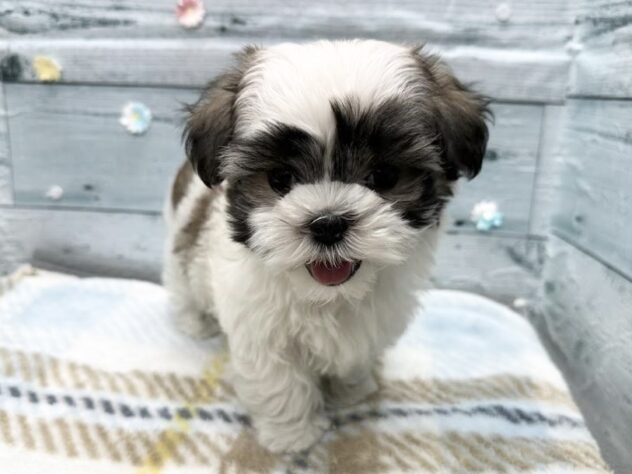 徳島県のハーフ犬・ミックス犬 (アミーゴ北島店/2025年11月30日生まれ/女の子/ホワイトゴールド)の子犬の4枚目の画像