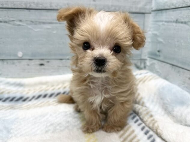 徳島県のハーフ犬・ミックス犬 (アミーゴ北島店/2025年12月2日生まれ/男の子/アプリコット)の子犬