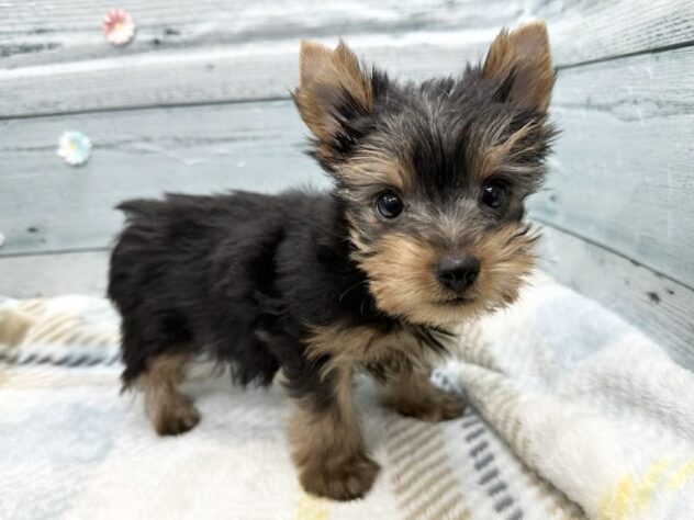 徳島県のヨークシャーテリア (アミーゴ北島店/2025年11月30日生まれ/男の子/スチールブルータン)の子犬