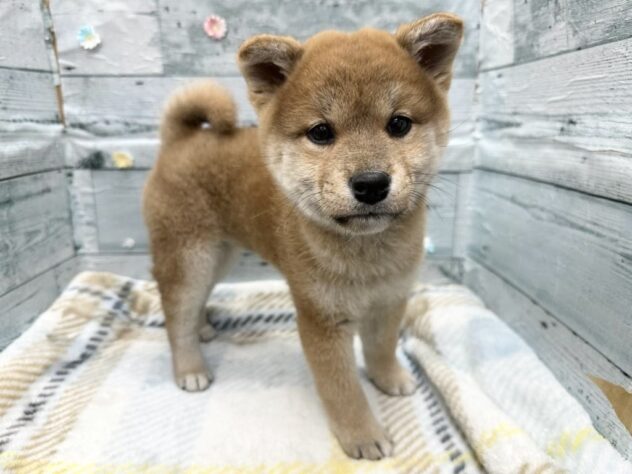 徳島県の柴犬(標準サイズ) (アミーゴ北島店/2025年11月27日生まれ/女の子/赤)の子犬