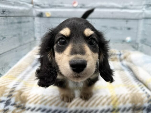 徳島県のミニチュアダックスフンド(ロング) (アミーゴ北島店/2025年11月29日生まれ/女の子/ブラックイエロー)の子犬