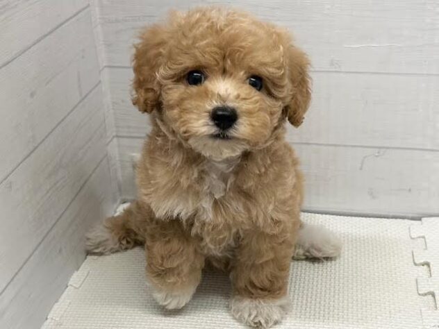 徳島県のハーフ犬・ミックス犬 (アミーゴ徳島店/2025年11月10日生まれ/女の子/クリーム)の子犬の3枚目の画像