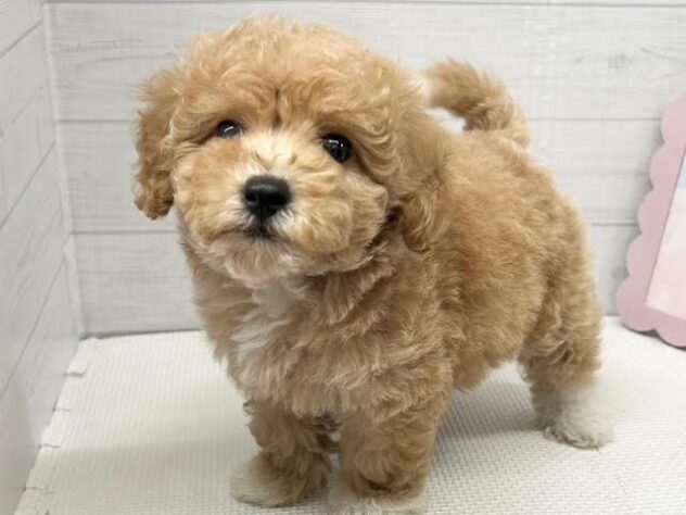 徳島県のハーフ犬・ミックス犬 (アミーゴ徳島店/2025年11月10日生まれ/女の子/クリーム)の子犬の1枚目の画像