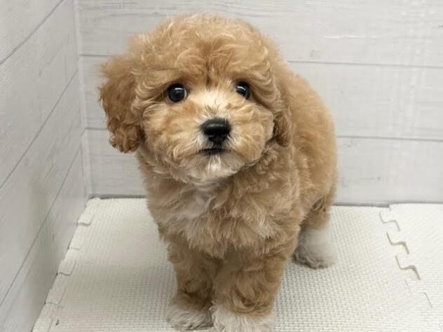 徳島県のハーフ犬・ミックス犬 (アミーゴ徳島店/2025年11月10日生まれ/女の子/クリーム)の子犬の2枚目の画像