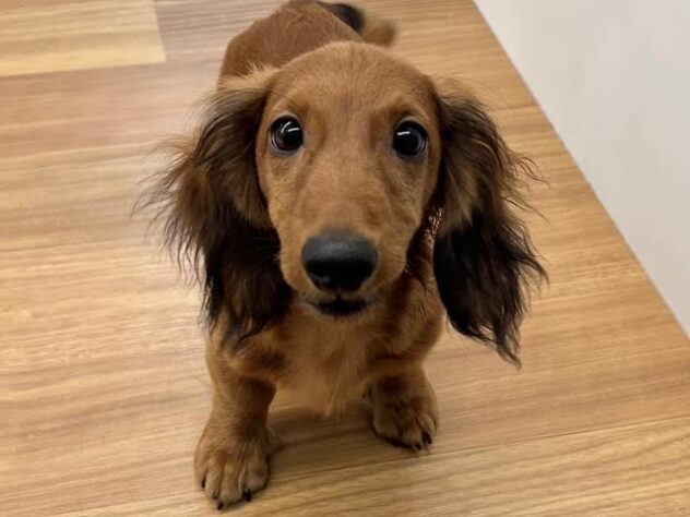 徳島県のミニチュアダックスフンド(ロング) (アミーゴ徳島店/2025年8月20日生まれ/男の子/シェーデットレッド)の子犬の1枚目の画像