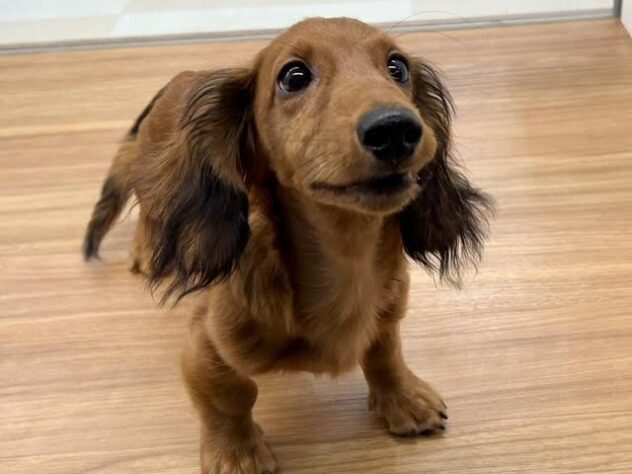 徳島県のミニチュアダックスフンド(ロング) (アミーゴ徳島店/2025年8月20日生まれ/男の子/シェーデットレッド)の子犬の2枚目の画像