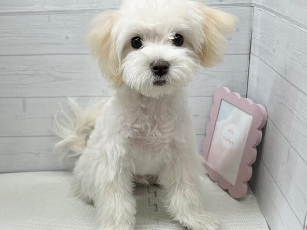 徳島県のハーフ犬・ミックス犬 (アミーゴ徳島店/2025年8月25日生まれ/男の子/クリーム)の子犬の1枚目の画像