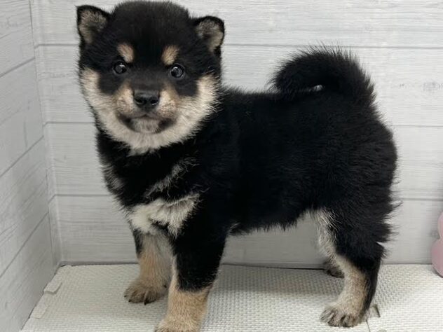 徳島県の豆柴 (アミーゴ徳島店/2025年11月15日生まれ/男の子/黒)の子犬の4枚目の画像