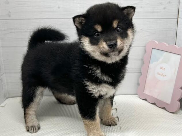 徳島県の豆柴 (アミーゴ徳島店/2025年11月15日生まれ/男の子/黒)の子犬の3枚目の画像