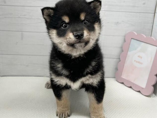 徳島県の豆柴 (アミーゴ徳島店/2025年11月15日生まれ/男の子/黒)の子犬の1枚目の画像