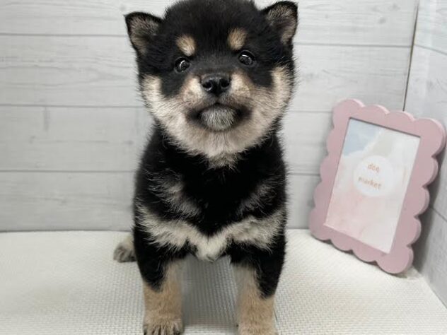 徳島県の豆柴 (アミーゴ徳島店/2025年11月15日生まれ/男の子/黒)の子犬の2枚目の画像