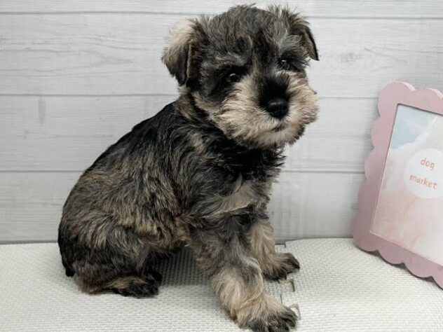 徳島県のミニチュアシュナウザー (アミーゴ徳島店/2026年11月18日生まれ/女の子/ソルトペッパー)の子犬の3枚目の画像