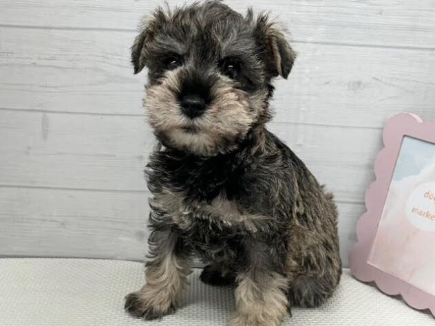 徳島県のミニチュアシュナウザー (アミーゴ徳島店/2026年11月18日生まれ/女の子/ソルトペッパー)の子犬の2枚目の画像