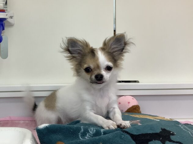 愛媛県のチワワ(ロング) (アミーゴ松山久米店/2025年11月10日生まれ/女の子/パーティーカラー)の子犬の1枚目の画像