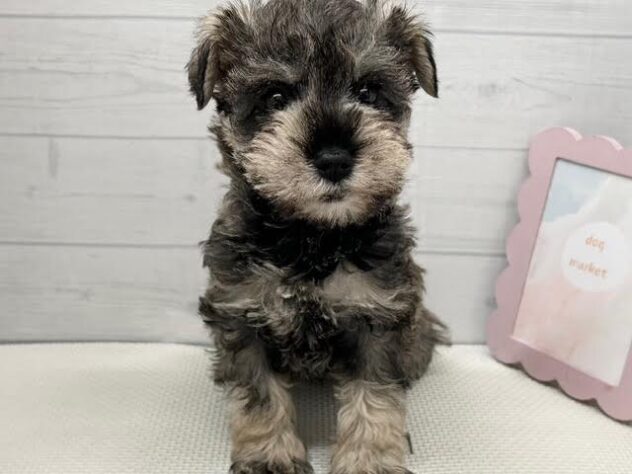 徳島県のミニチュアシュナウザー (アミーゴ徳島店/2026年11月18日生まれ/女の子/ソルトペッパー)の子犬の1枚目の画像