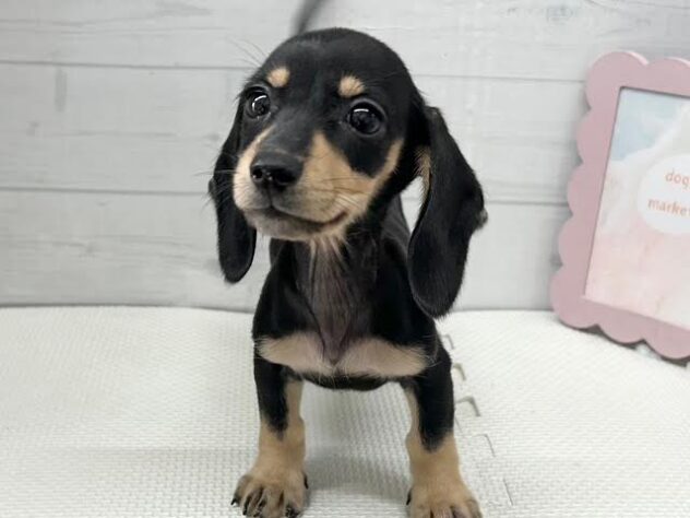 徳島県のミニチュアダックスフンド(ロング) (アミーゴ徳島店/2025年11月18日生まれ/女の子/ブラックイエロー)の子犬の2枚目の画像