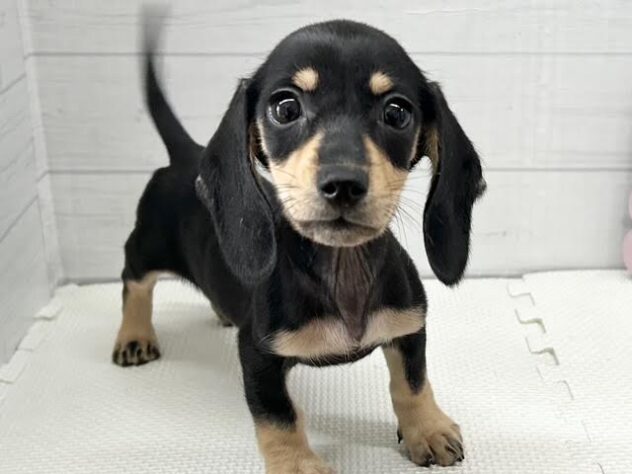 徳島県のミニチュアダックスフンド(ロング) (アミーゴ徳島店/2025年11月18日生まれ/女の子/ブラックイエロー)の子犬の1枚目の画像