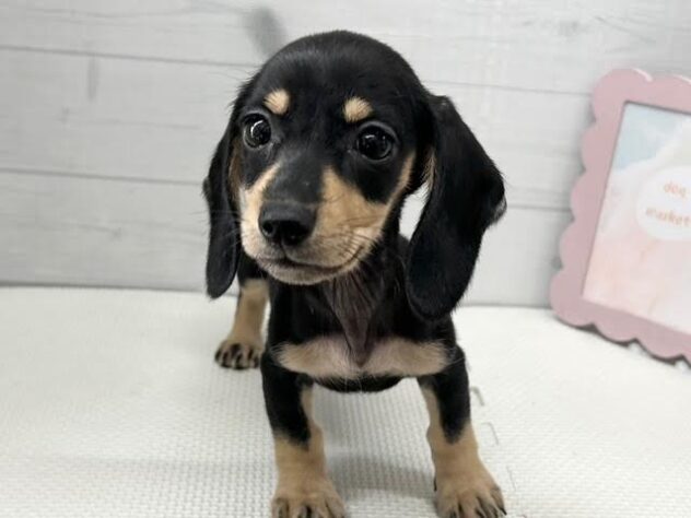 徳島県のミニチュアダックスフンド(ロング) (アミーゴ徳島店/2025年11月18日生まれ/女の子/ブラックイエロー)の子犬の3枚目の画像