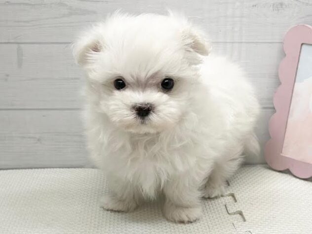 徳島県のマルチーズ (アミーゴ徳島店/2025年11月23日生まれ/男の子/ホワイト)の子犬