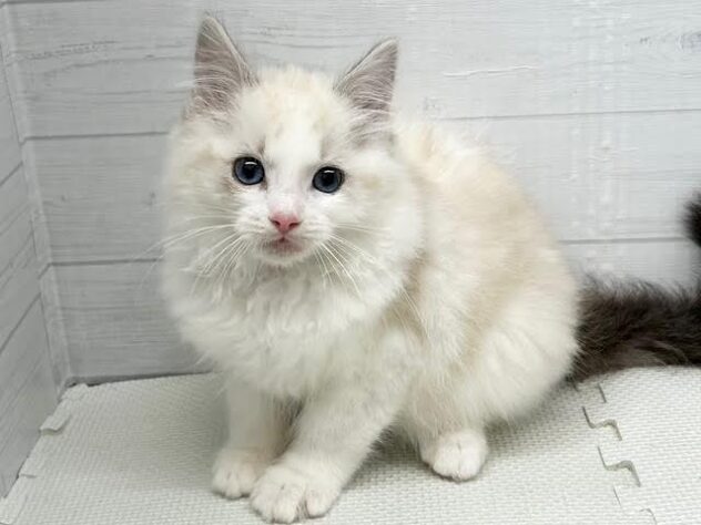 徳島県のラグドール (アミーゴ徳島店/2025年11月1日生まれ/男の子/シールポイントバイカラー)の子猫