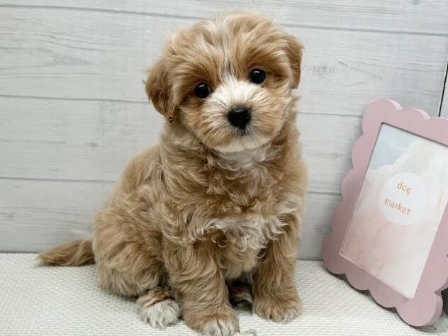 徳島県のハーフ犬・ミックス犬 (アミーゴ徳島店/2025年11月28日生まれ/女の子/クリーム)の子犬